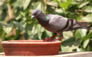 SMS Girls School, Meera Bagh - Aashrey Animal Welfare Club - save birds from heat : Click to Enlarge