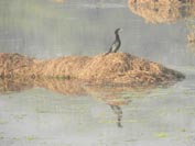 St. Mark's Girls School - Visit to Sultanpur Bird Sanctuary : Click to Enlarge